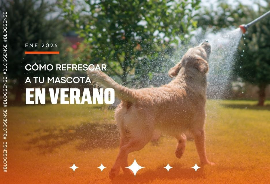 Cómo refrescar a tu mascota en verano